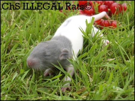 † Chica ILLEGAL Rats (C11)